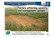 Rhizoctonia Onion Stunt