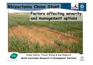 Rhizoctonia Onion Stunt