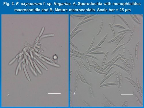 Fusarium oxysporum f. sp. fragariae; A MAIN COMPONENT OF ...