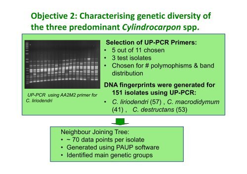 diversity of Cylindrocarpon species - Australasian Plant Pathology ...