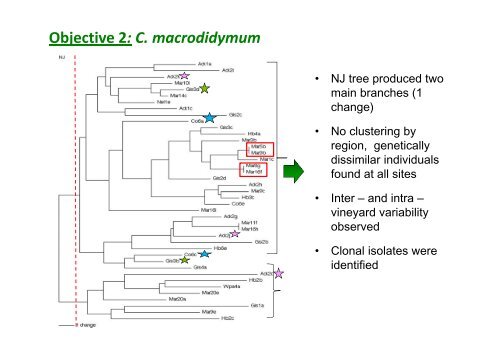 diversity of Cylindrocarpon species - Australasian Plant Pathology ...