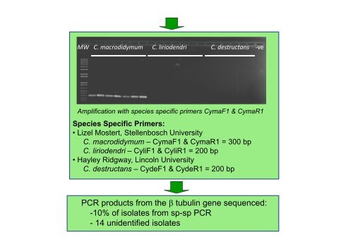 diversity of Cylindrocarpon species - Australasian Plant Pathology ...