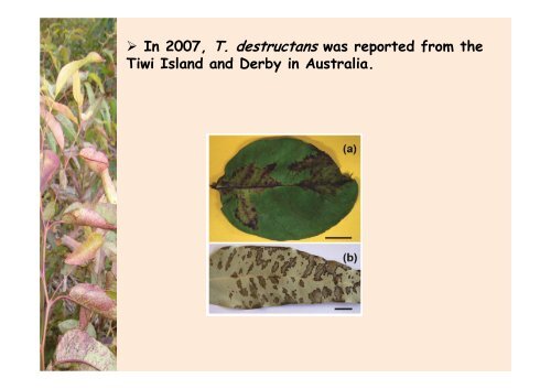 Teratosphaeria destructans in - Murdoch Research Repository ...