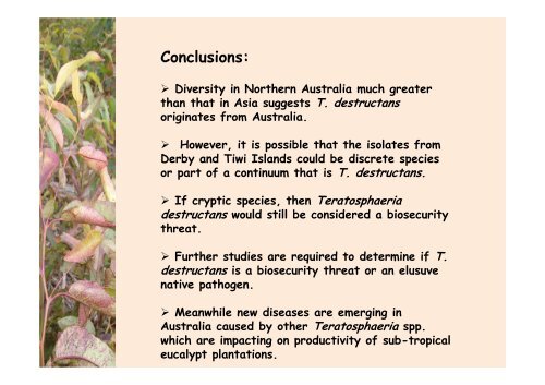 Teratosphaeria destructans in - Murdoch Research Repository ...