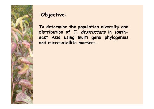 Teratosphaeria destructans in - Murdoch Research Repository ...