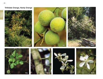 Trifoliate Orange, Hardy Orange - Invasive.org