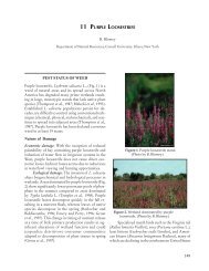 11 purple loosestrife - Ecology and Management of Invasive Plants