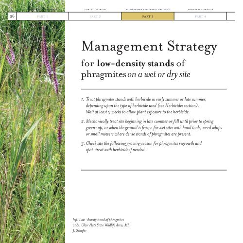 A Guide to the Control and Management of Invasive Phragmites [PDF]