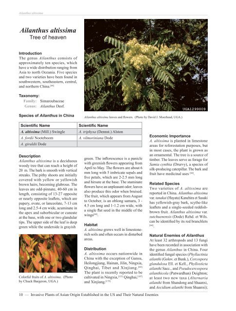 Ailanthus altissima - Invasive.org