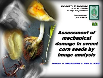 Assessment of mechanical damage in sweet corn seed by image ...