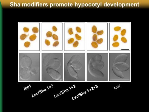 Natural modifiers of seed longevity in the Arabidopsis mutants abi3 ...