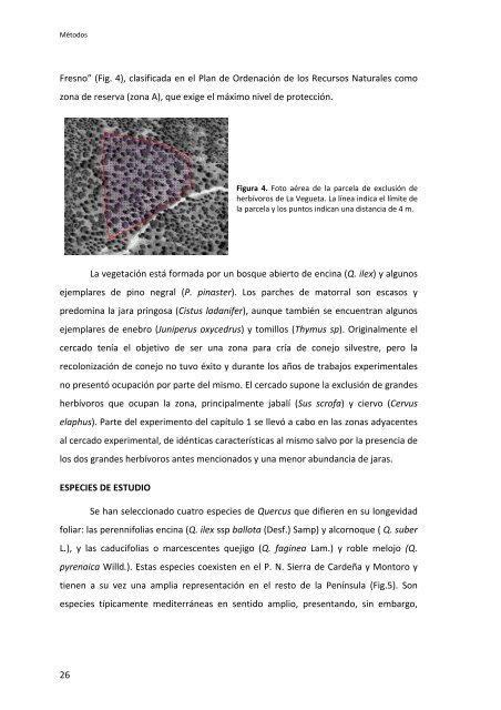 Establecimiento de cuatro especies de Quercus en el sur de la ...