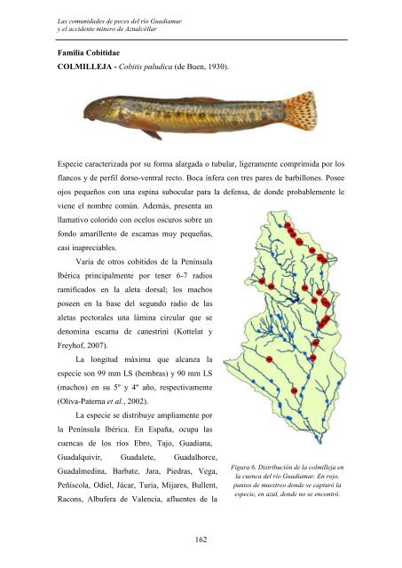 las comunidades de peces del río guadiamar y el accidente minero ...