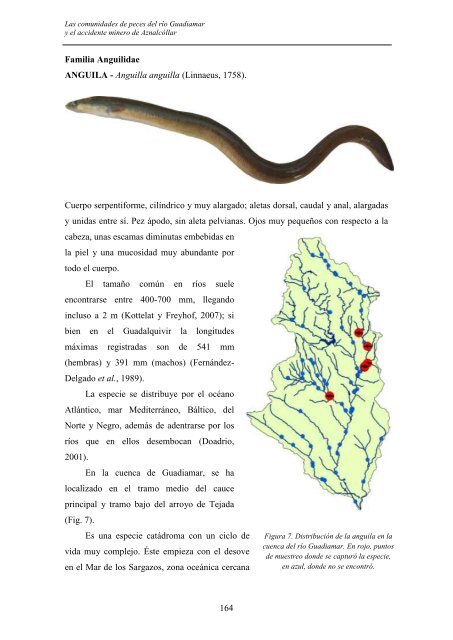 las comunidades de peces del río guadiamar y el accidente minero ...