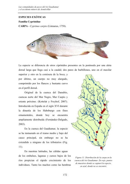 las comunidades de peces del río guadiamar y el accidente minero ...