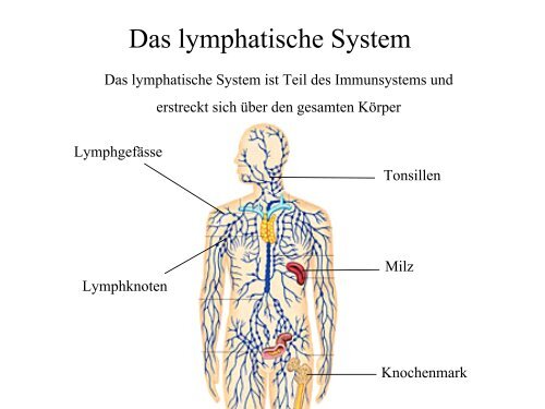 Maligne Lymphome - Tumorzentrum Bonn eV