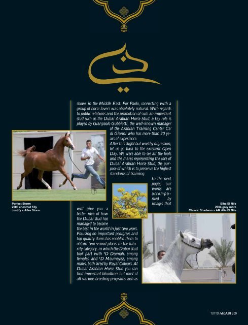 DUBAI ARABIAN HORSE STUD - tutto arabi