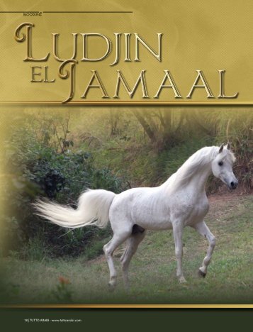 Ludjin el Jamaal was born 1989 at the famous Haras - tutto arabi