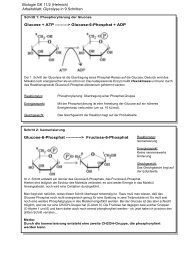Glucose-6-Phosphat + ADP Glucose-6-Phosphat