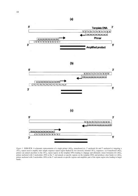 Inter simple sequence repeat (ISSR) polymorphism and its ...