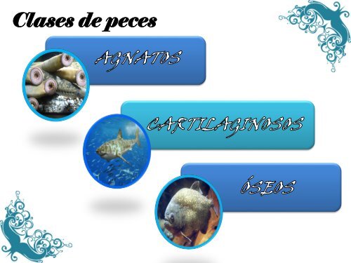 Protocolo de peces 