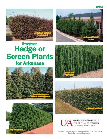 Evergreen Hedge Or Screen Plants - University of Arkansas ...