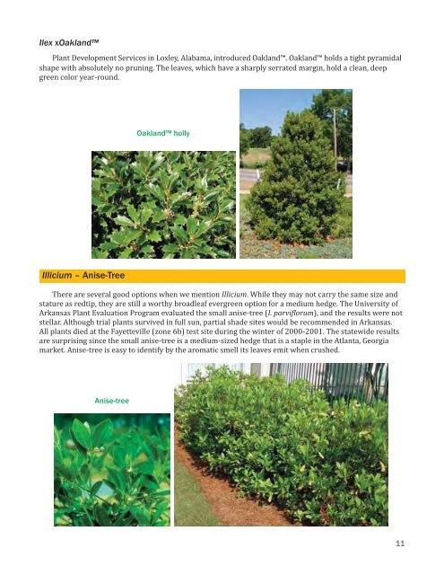 Evergreen Hedge Or Screen Plants - University of Arkansas ...