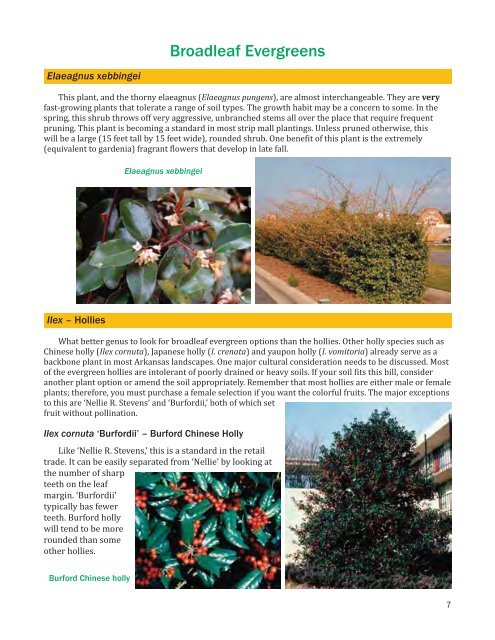 Evergreen Hedge Or Screen Plants - University of Arkansas ...