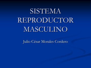 SISTEMA REPRODUCTOR MASCULINO - UAZ