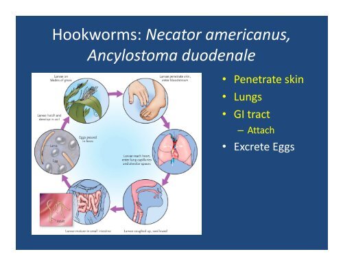 Intestinal Parasites: Helminths, Cestodes, Protozoa (and other ...