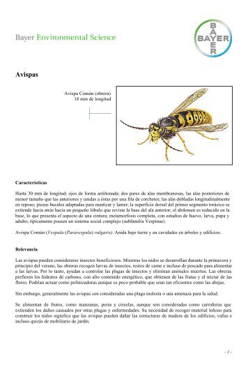 Avispas - Bayer Pestcontrol Expert