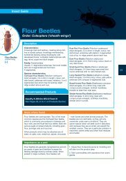 Flour Beetles.pdf - Bayer Pestcontrol Expert