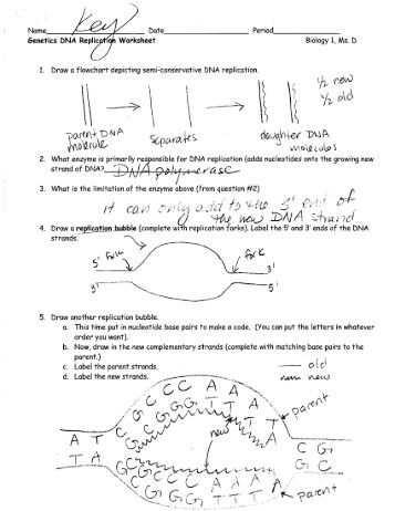 Worksheets Worksheet Answer Key worksheet answer key icev genetics dna replication key