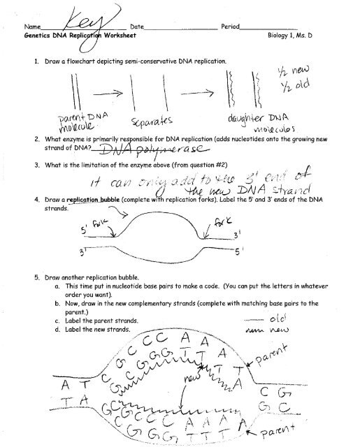 Dna And Replication Worksheet Answers