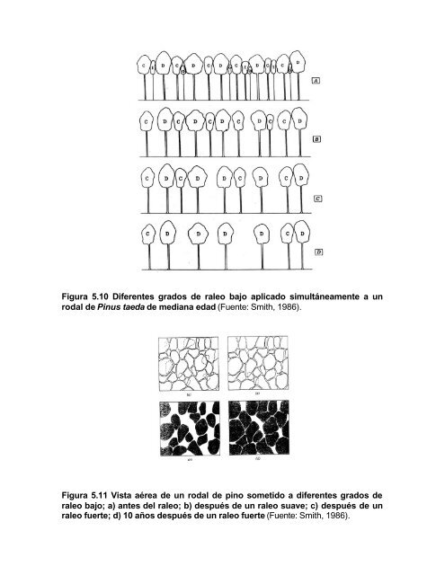 silvicultura aplicada i apuntes de clase - Universidad de ConcepciÃ³n