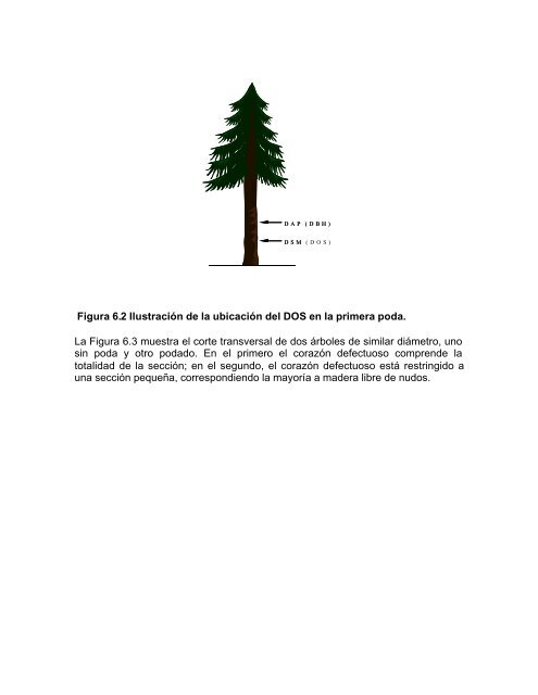 silvicultura aplicada i apuntes de clase - Universidad de ConcepciÃ³n