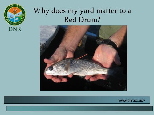 view presentation here - SC Department of Natural Resources