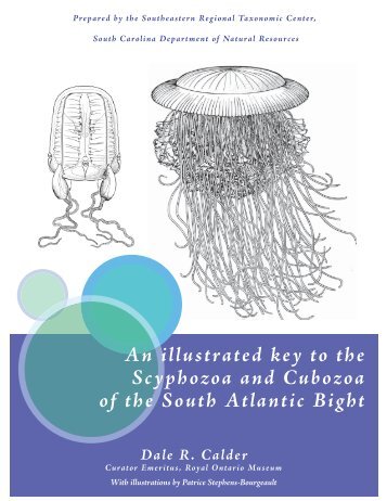 An Illustrated Key To The Scyphozoa And Cubozoa - South Carolina ...