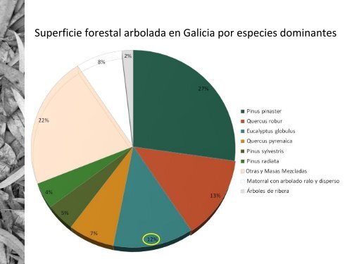 ProducciÃ³n de Eucalipto en Galicia