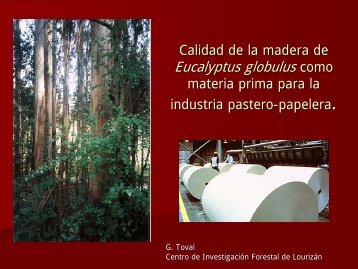 Calidad da la madera da Eucalyptus globulus como matarÃ­a prima ...