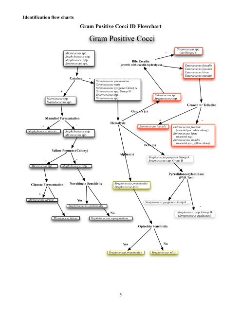 Gram Positive Cocci Unknown Flow Chart