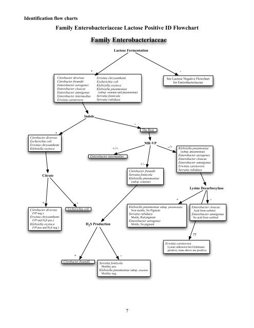 Bergey S Manual Identification Flow Charts