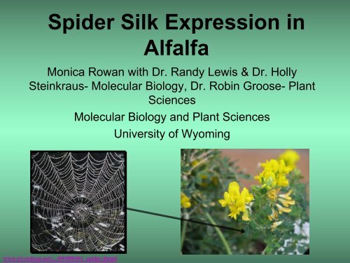 Spider Silk Expression in Alfalfa