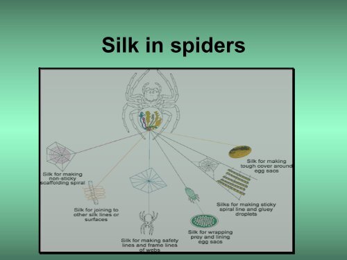 Spider Silk Expression in Alfalfa