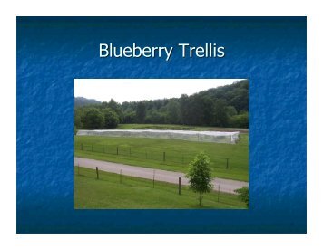 Blueberry Trellis