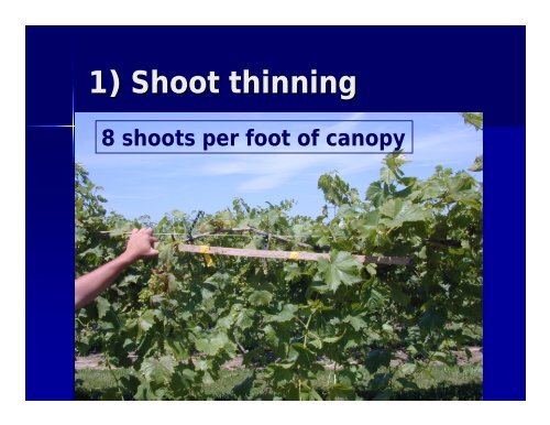 Pruning, Training and Canopy Management of Grapevines in the ...