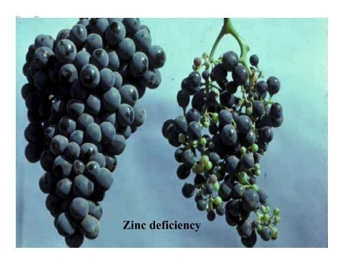 Site Preparation and Mineral Nutrition in Vineyards - University of ...