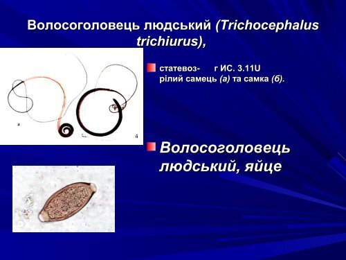 Медична гельмінтологія.Плоскі черви –паразити людини.