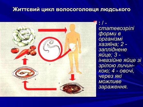 Медична гельмінтологія.Плоскі черви –паразити людини.