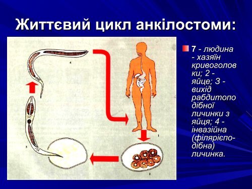 Медична гельмінтологія.Плоскі черви –паразити людини.